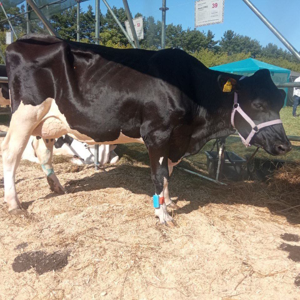 ЦЕНТРПЛЕМ на Молочном форуме в Новгороде
