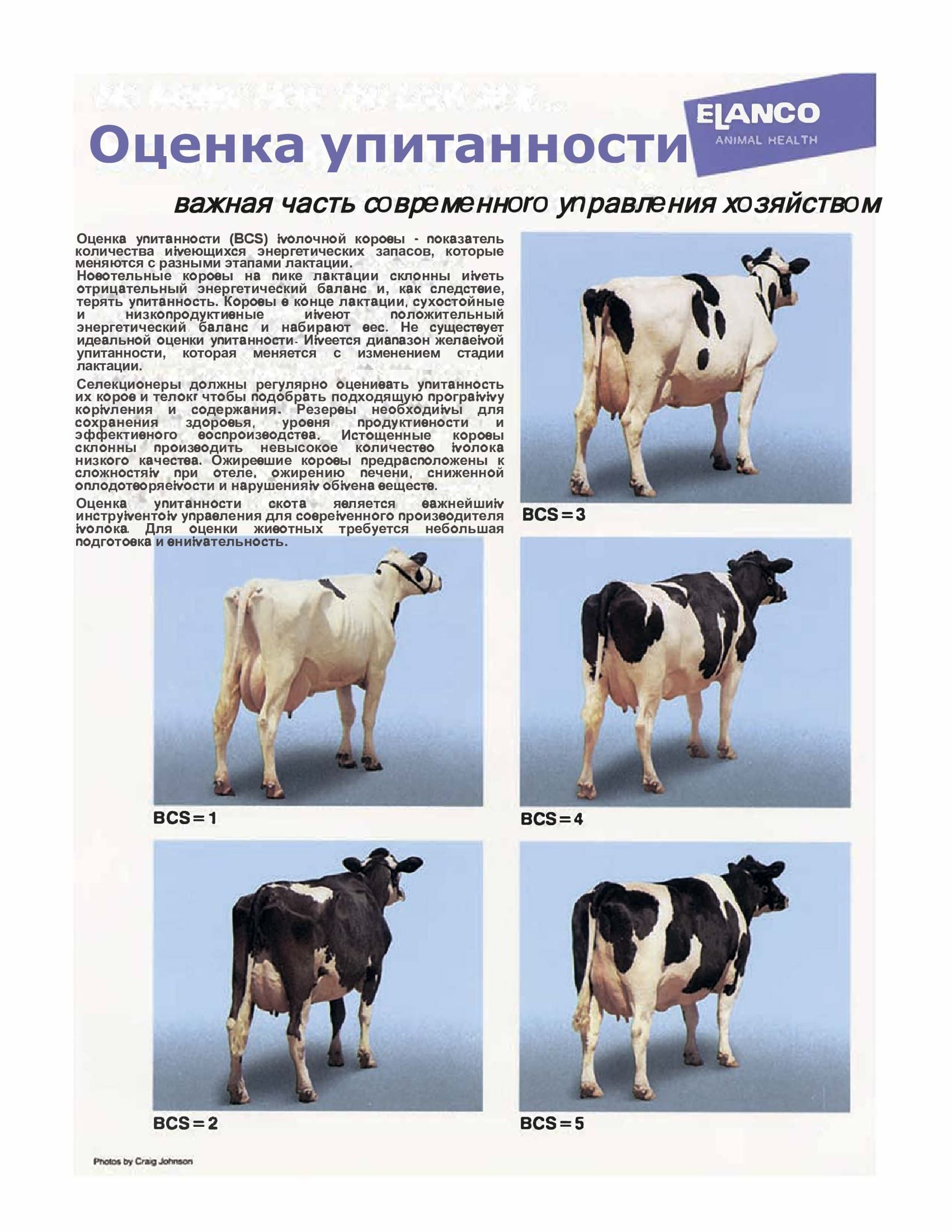 Упитанность молочного скота