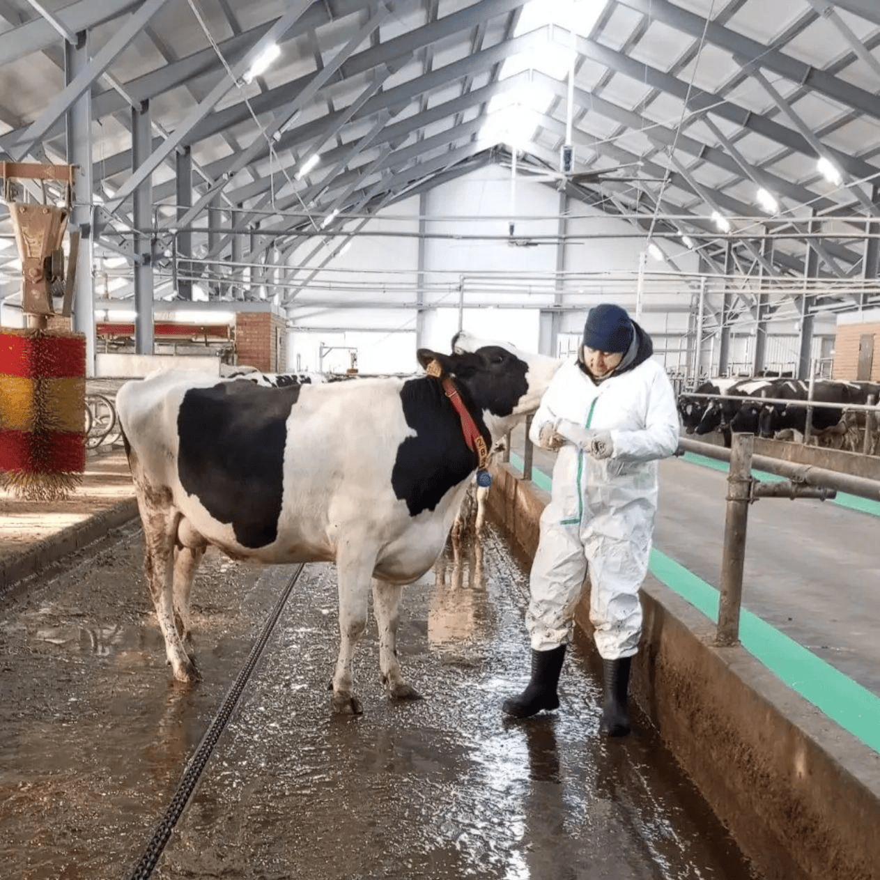 ОТТ в СПК колхоз «Родина»: фундамент долголетия стада