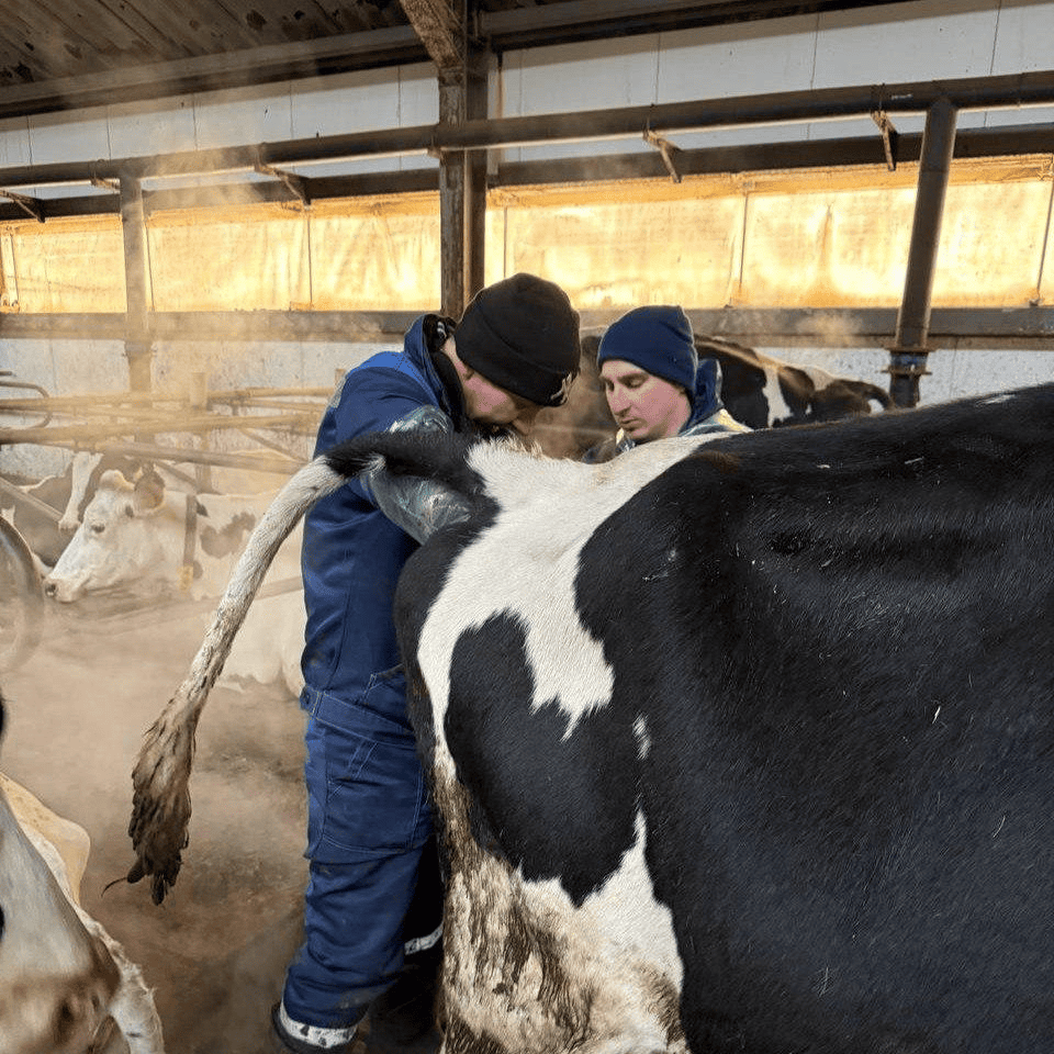 Специалисты ЦЕНТРПЛЕМ провели выездной формат тренинга по искусственному осеменению в Свердловской области
